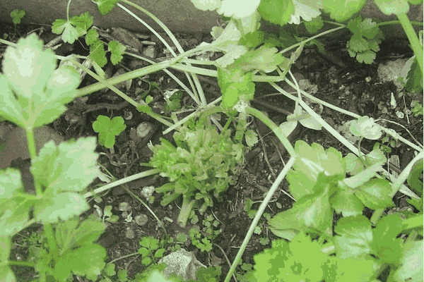 津耘芹二号夏季怎样种植？